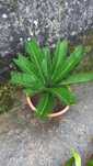 Sicas para jardim