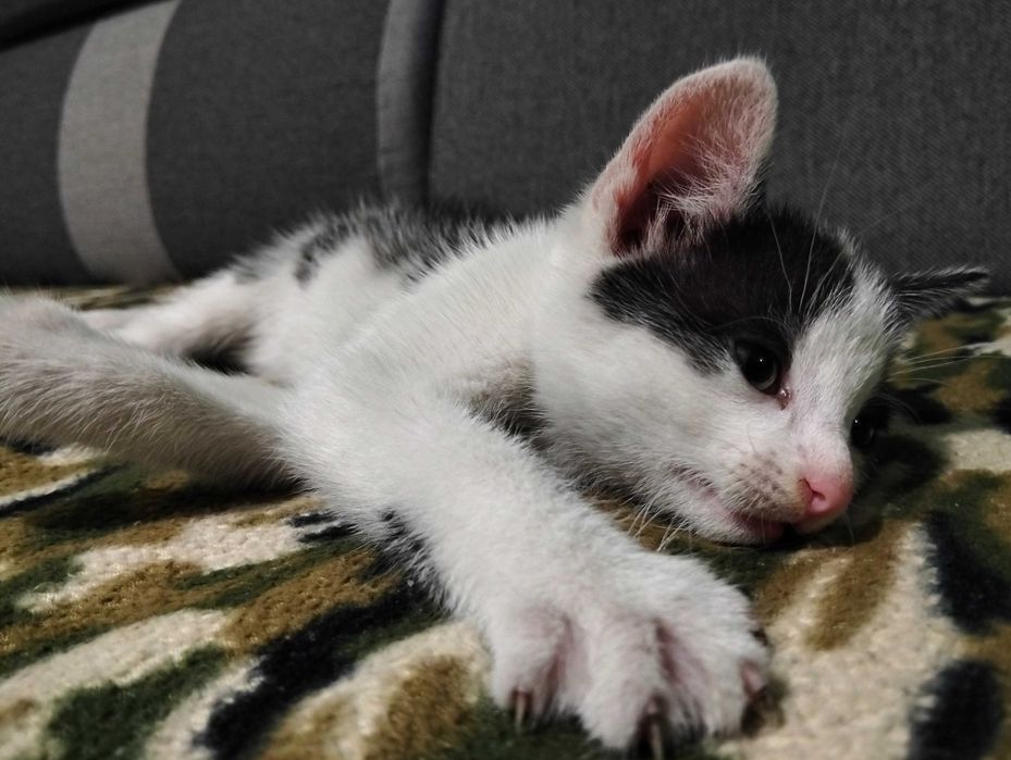 Oddam w dobre ręce małego kocurka