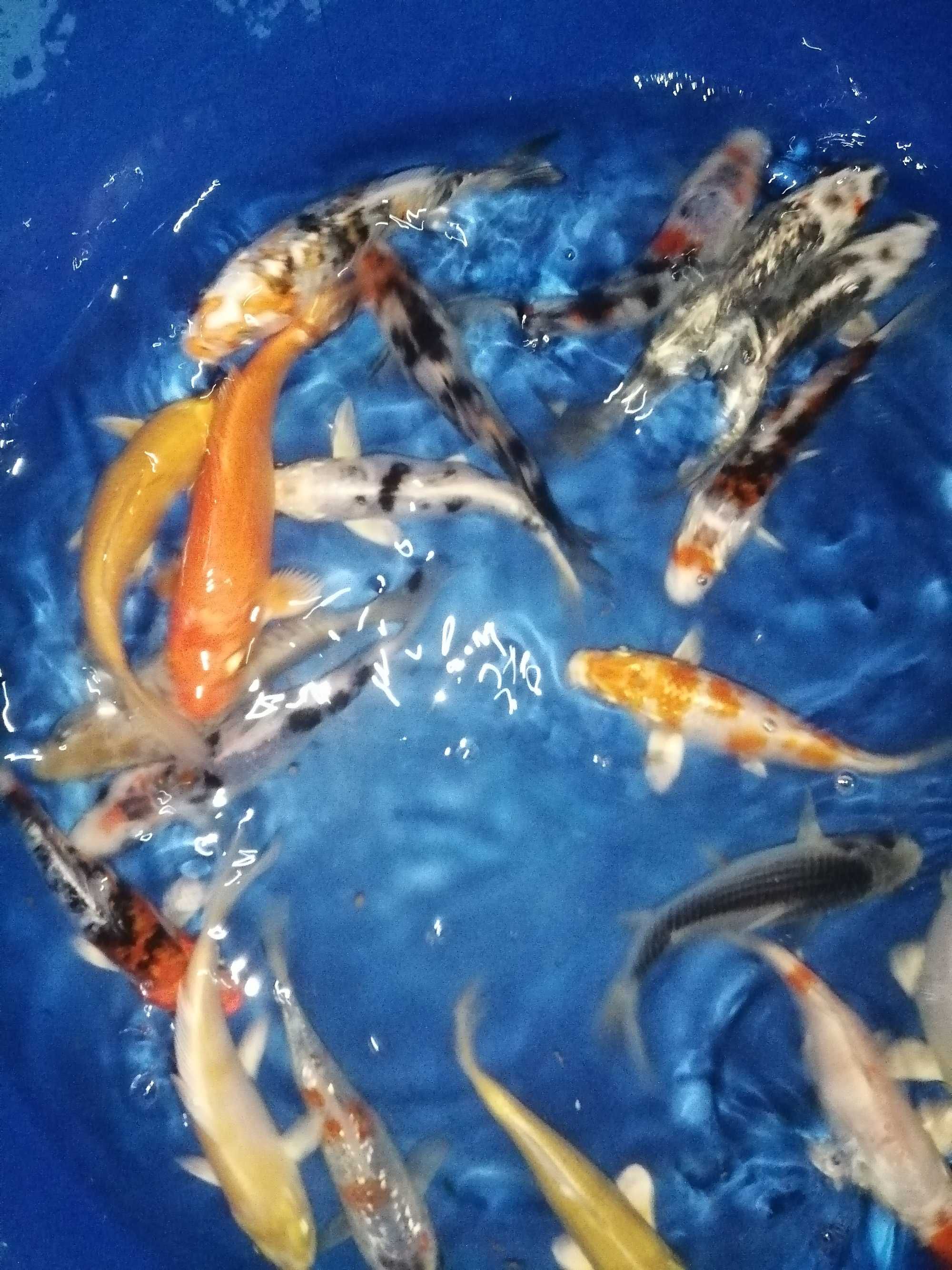 Carpas koi 12 a 14cm