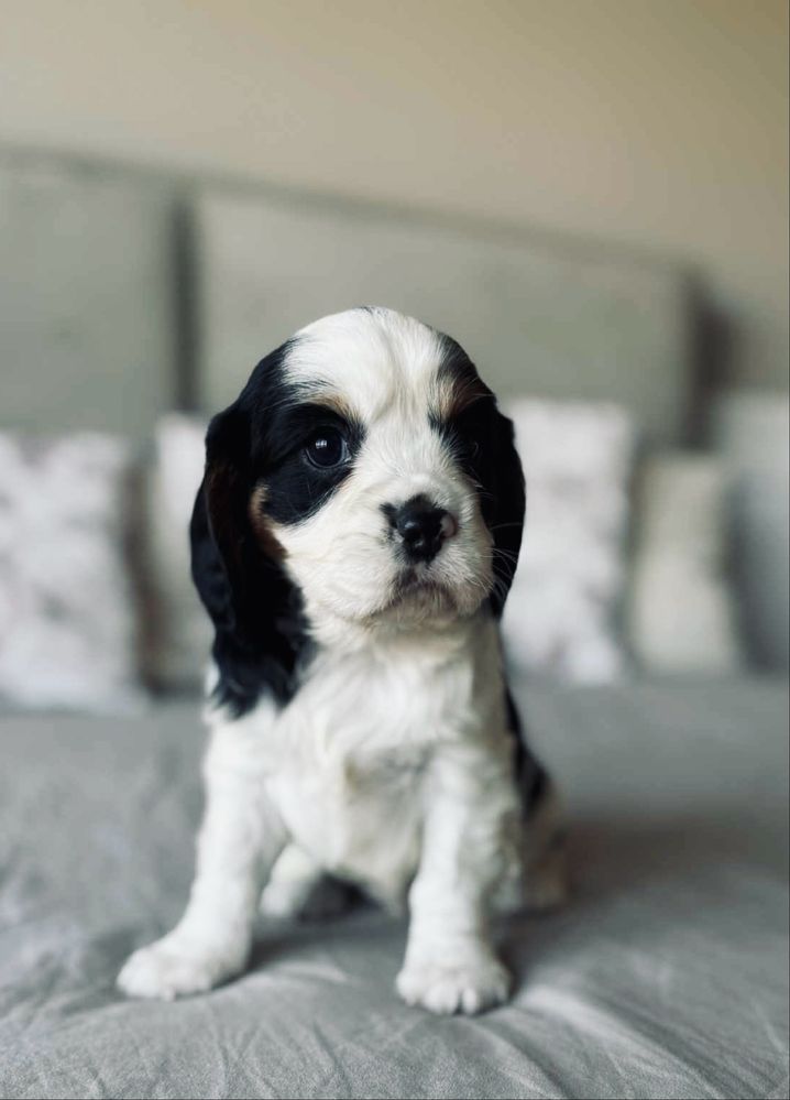 Cavalier King Charles - piesek trikolor !