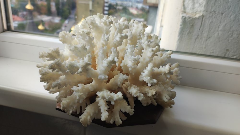 Натуральні корали