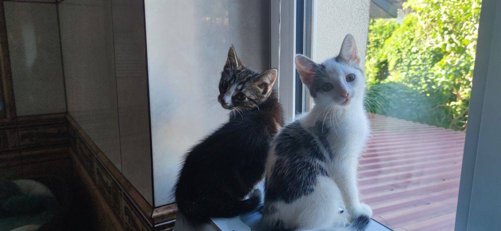 Oddam dwa kociaki kocurki w dobre ręce.