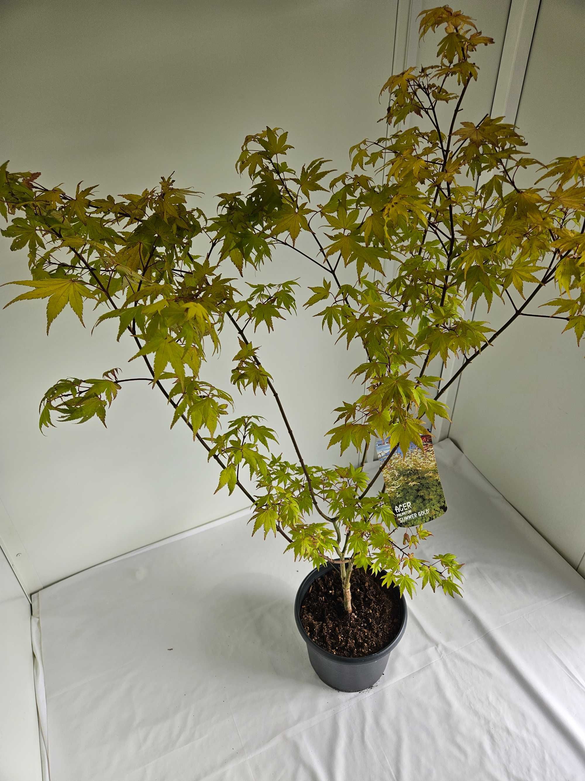 Bonsai – Klon japoński palmowy 'Summer Gold' (Acer palmatum)