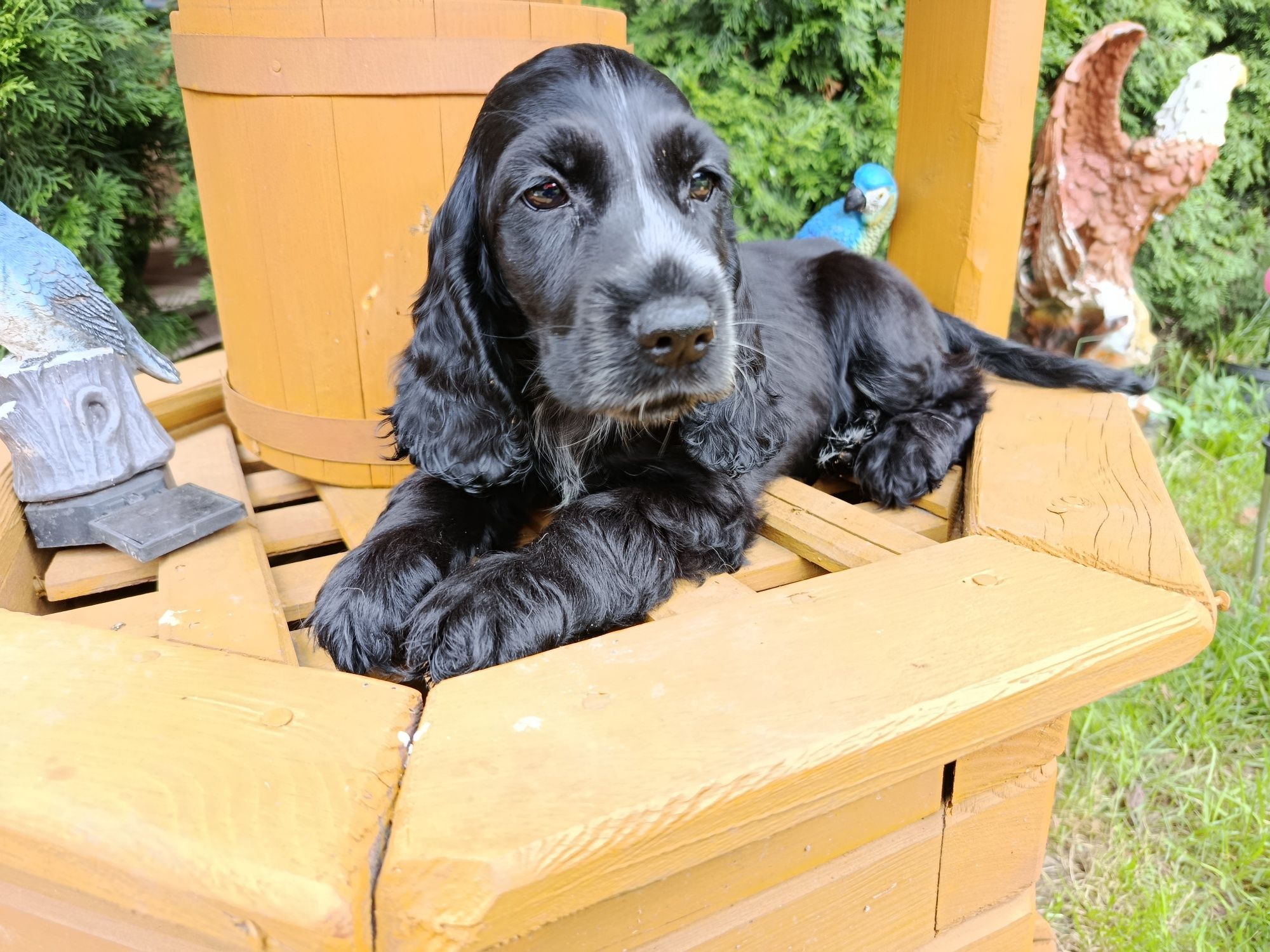 Cocker Spaniel angielski Piesek Rodowód witam posiadam
