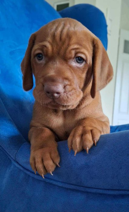 Wyżeł Węgierski krótkowłosy ZKwP/FCI