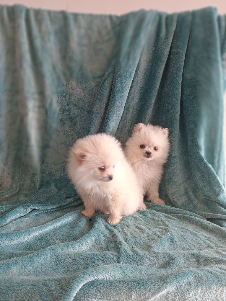 Excelente macho Spitz anão  mini