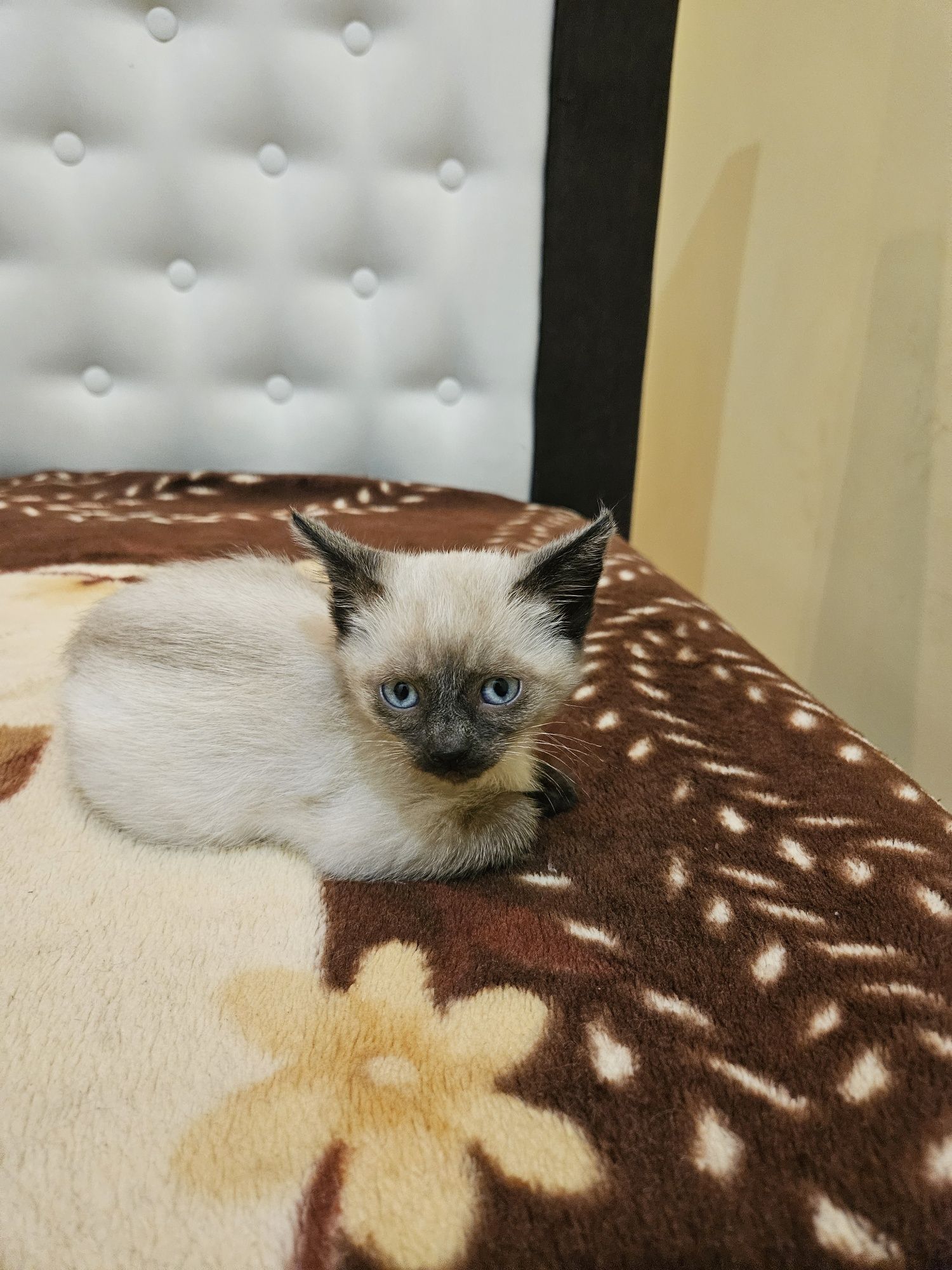 Віддам кішку  в добрі руки