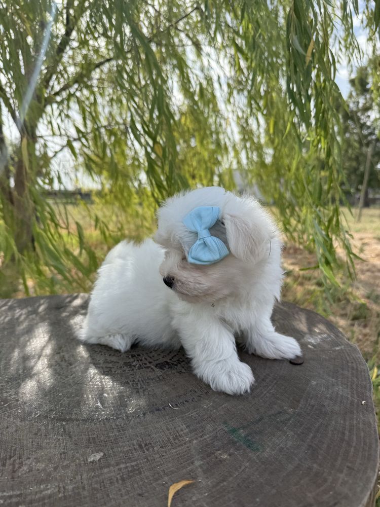 Bichon Maltês fofinha