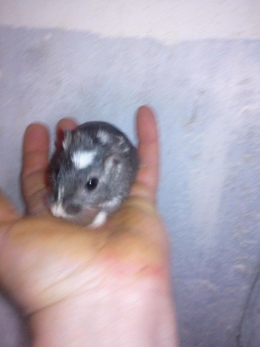 Декоративні кольорові миші піщанки