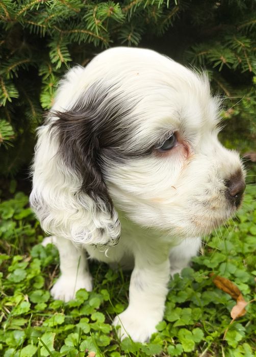 Cocker Spaniel Angielski-suczka Yoda Gdowska Wataha