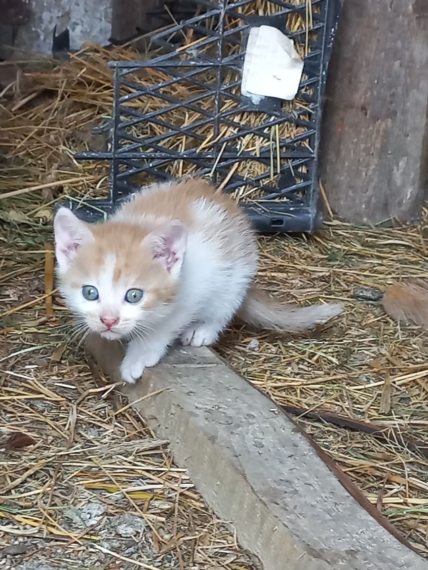 Котики шукають родину