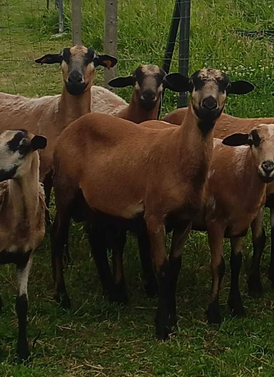 Barbados młode owce, tryki, baranki nie kameruńskie