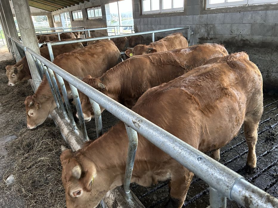 Jałówki hodowlane limousine 100% PZHiPBM