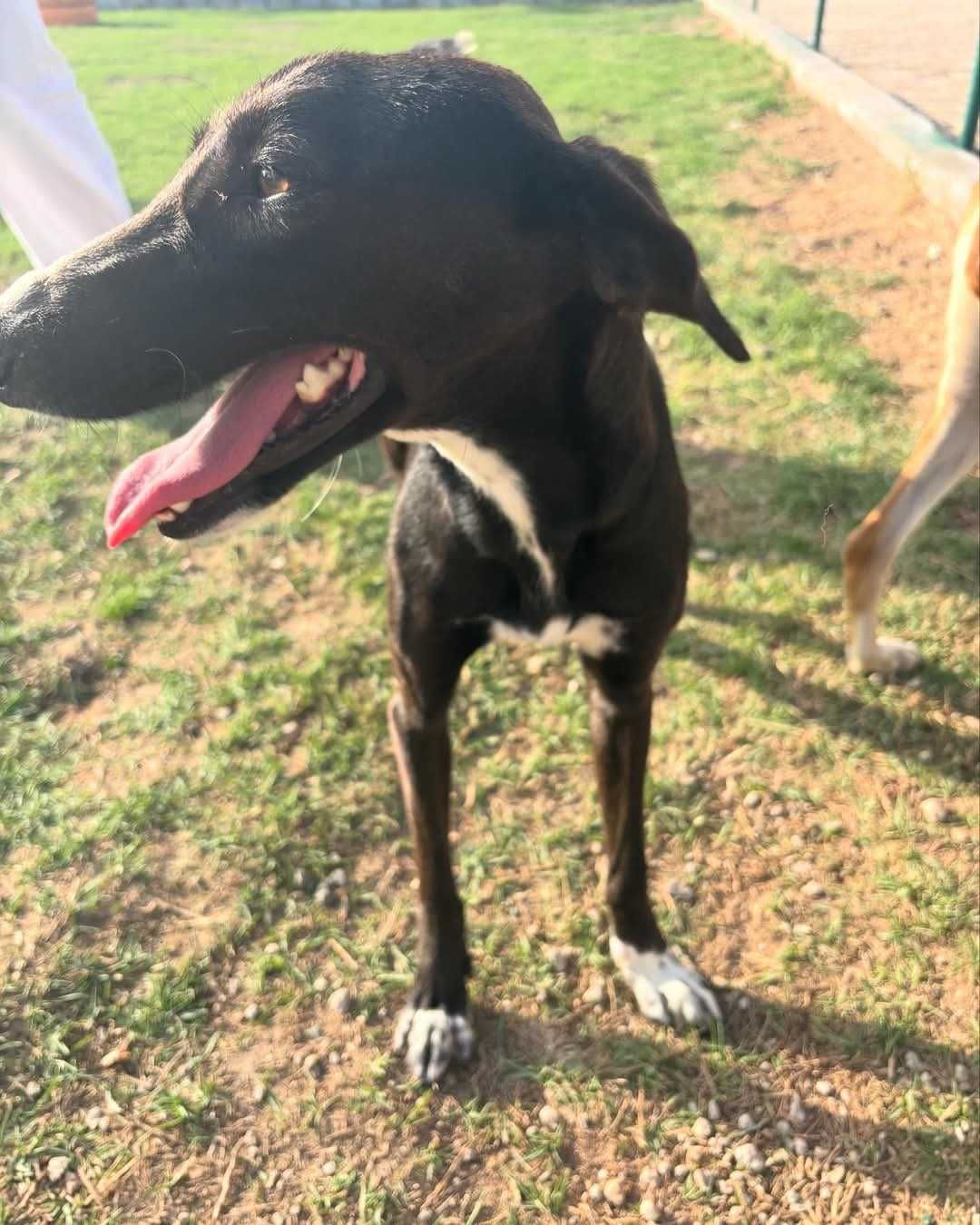 Hana, młoda miniatura charta perskiego saluki