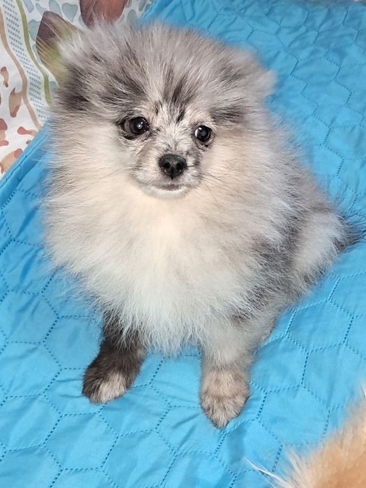 Мальчик мерле 6 мес.