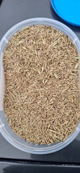 Życica wielokwiatowa Turtetra