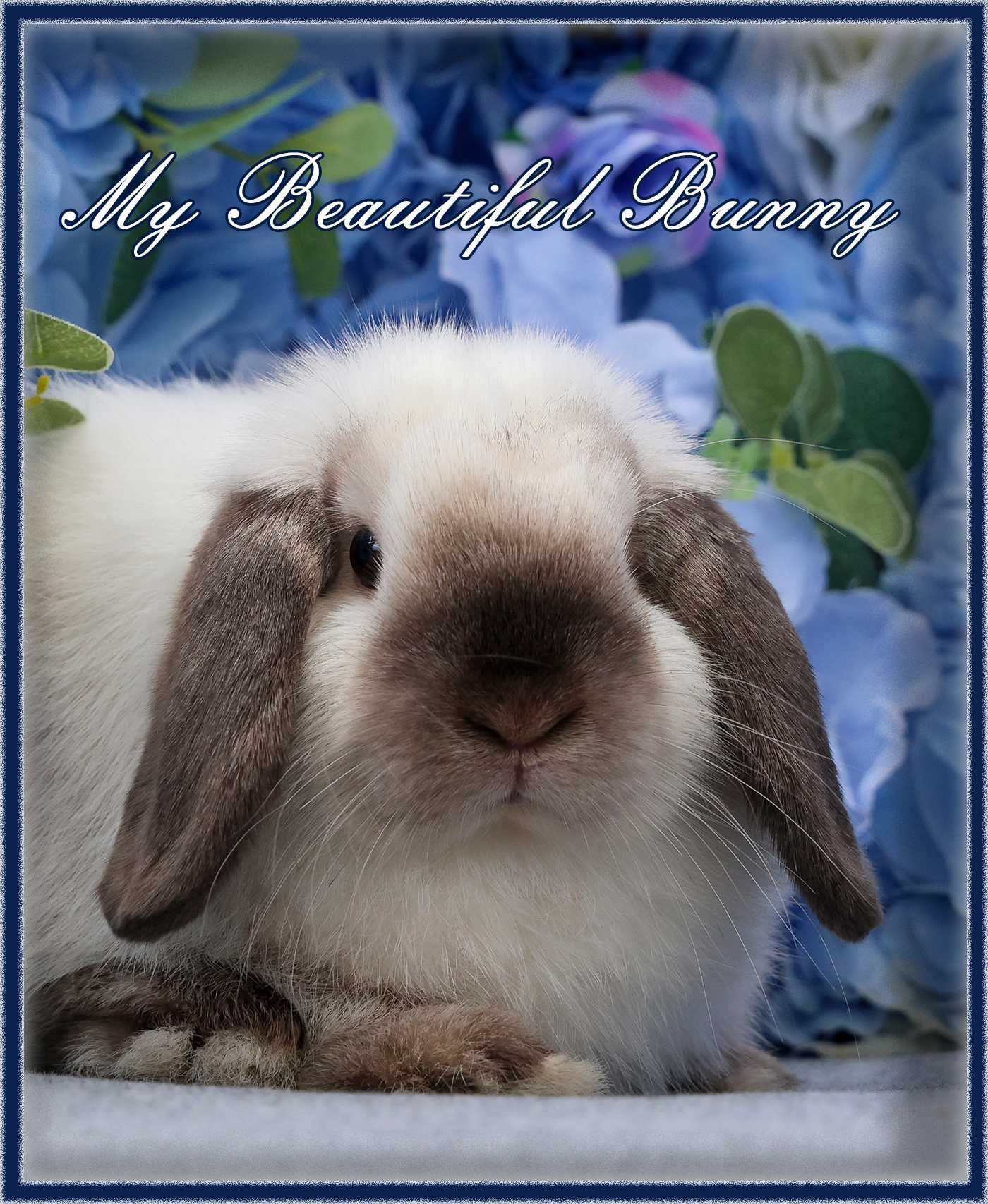 Młody Króliczek 100% Mini Lop - Seal Point
