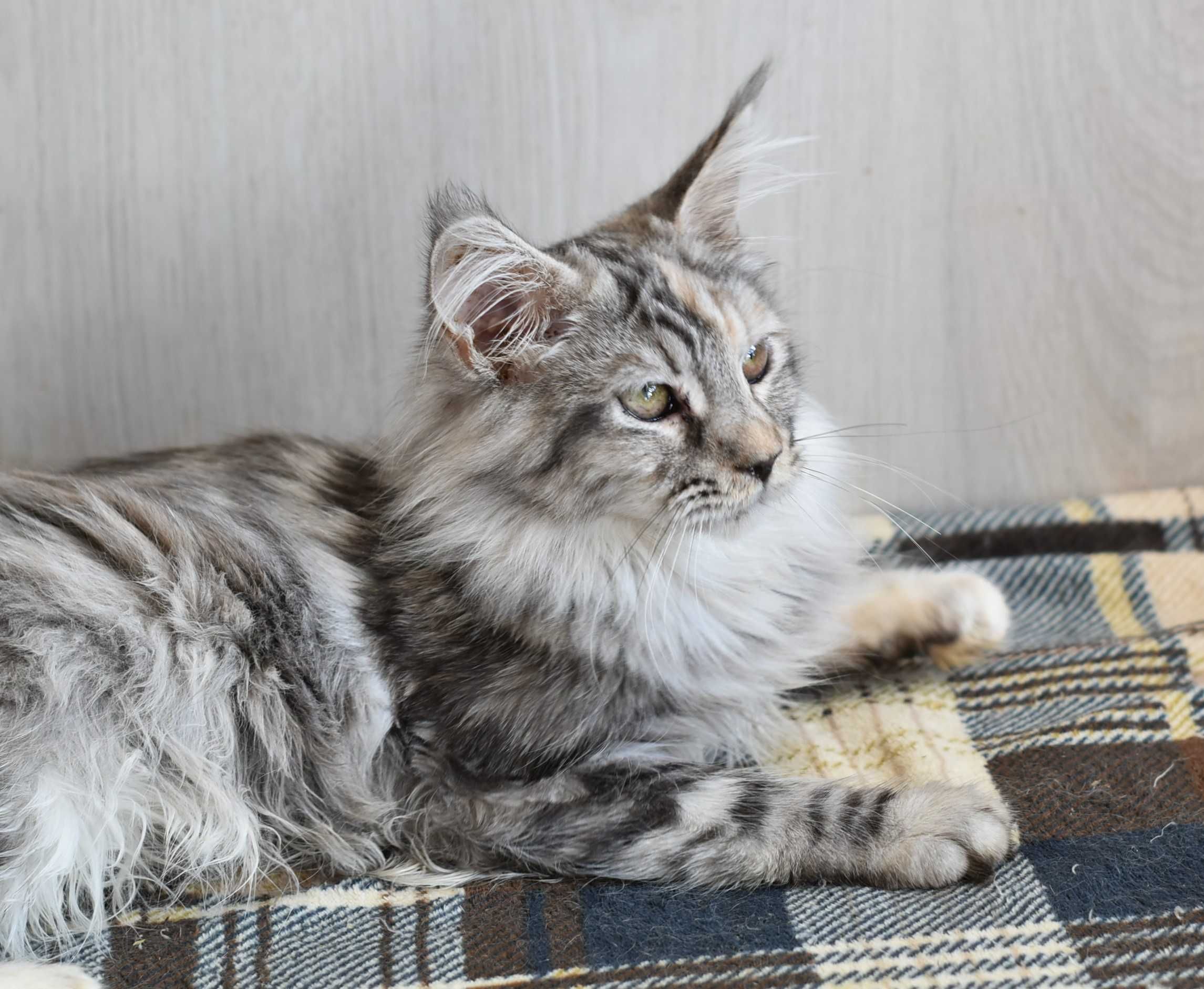 Яркая красавича кошка мейн кун