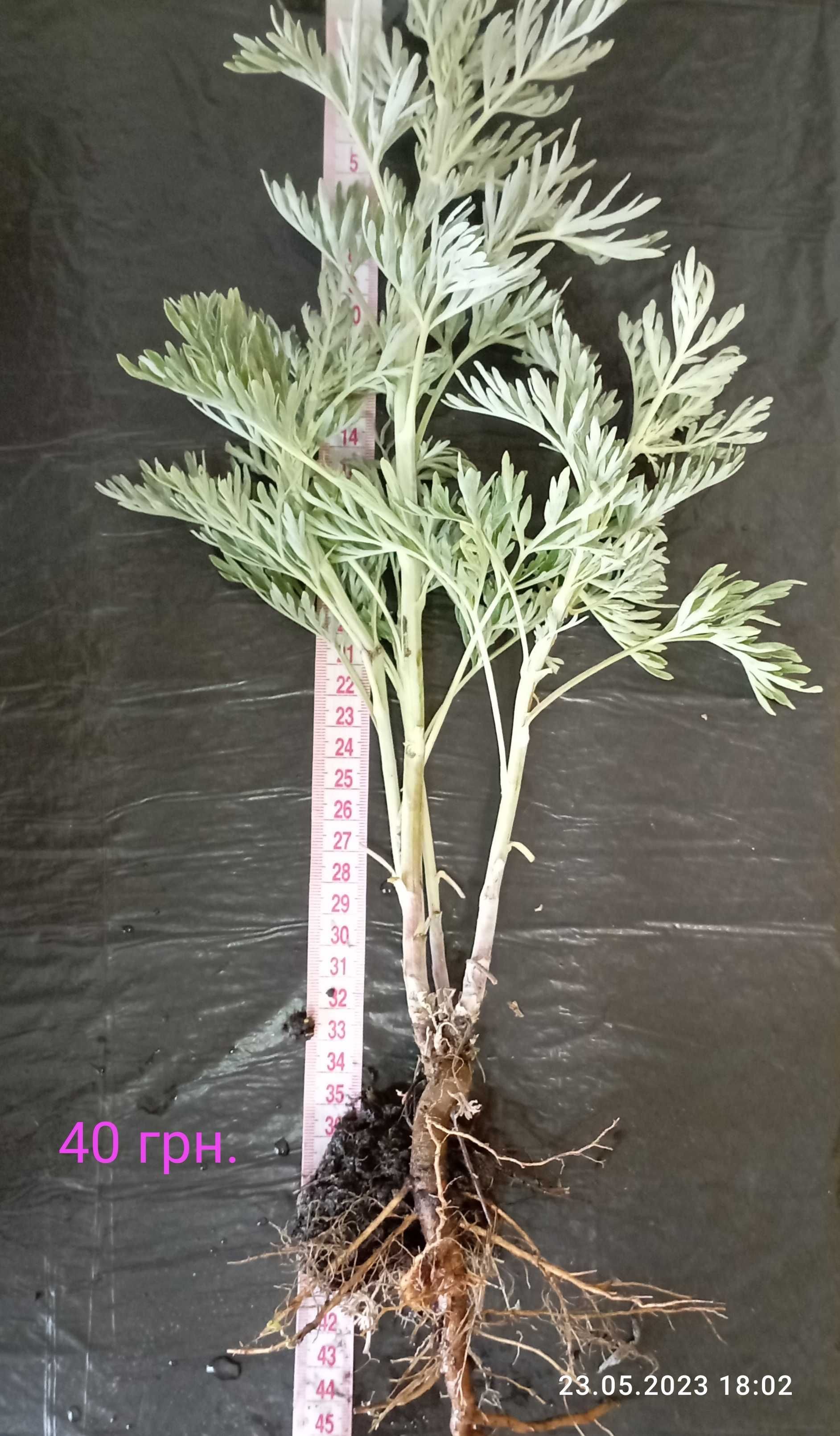 ПОЛИН ГІРКИЙ Artemisia absinthium ПОЛЫНЬ ГОРЬКАЯ саджанці/розсада ЗКС