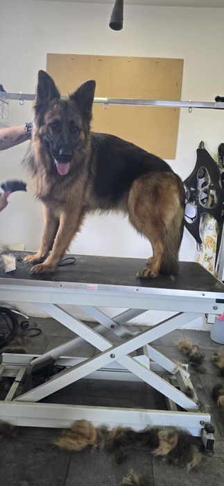 Owczarek niemiecki dlugowlosy