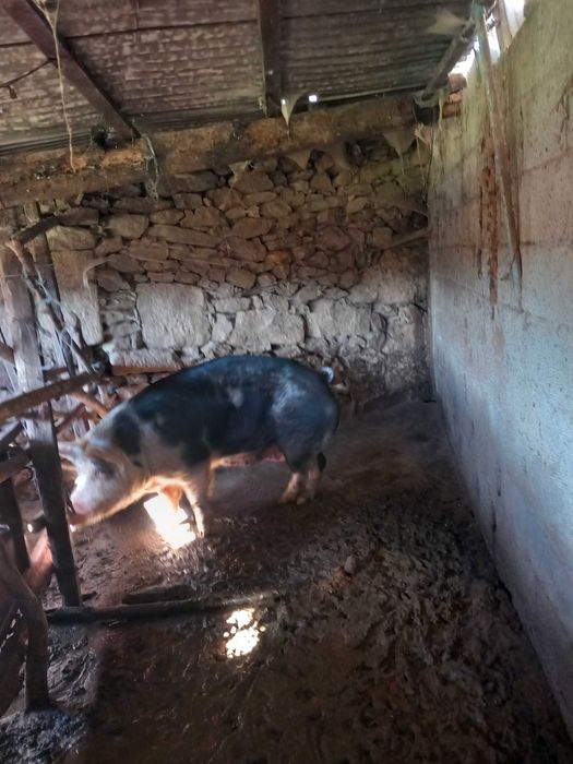 Vendo porca adulta