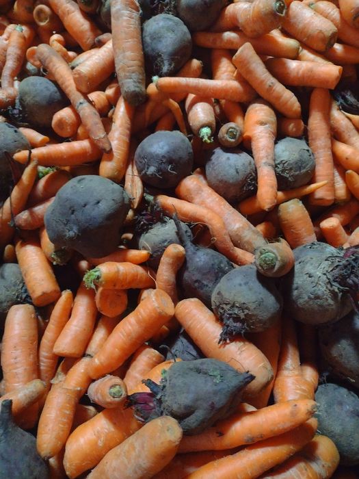 Sprzedam marchew i buraki czerwone