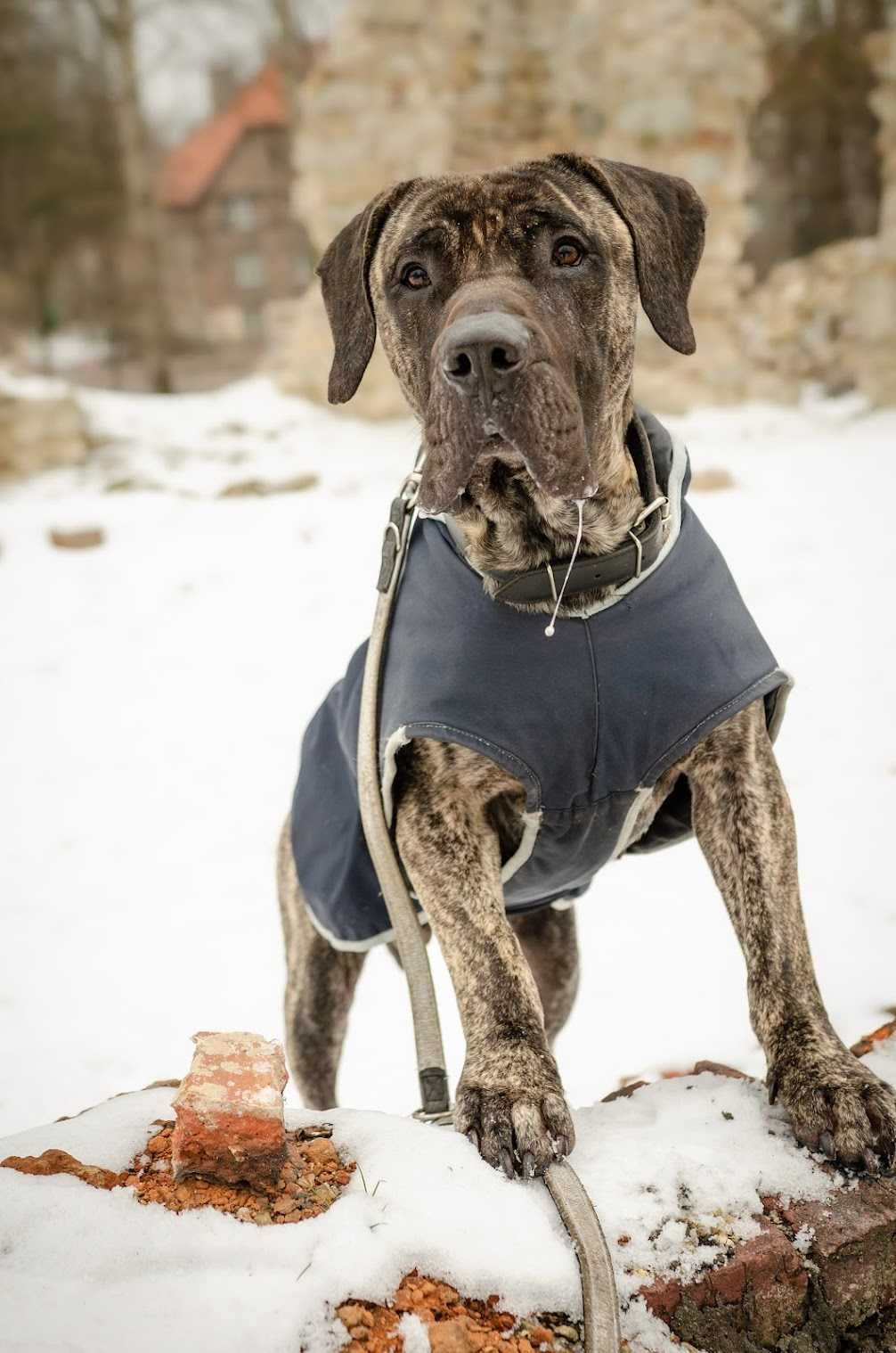 Dog kanaryjski - piękny Filet czeka na wymarzony dom!