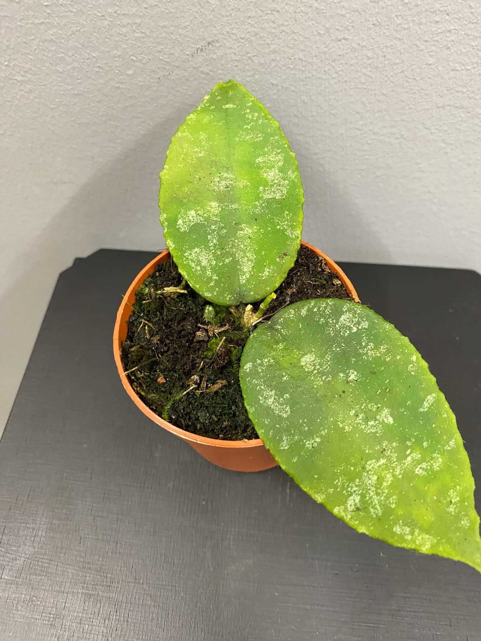 Hoya Caudata Hoja