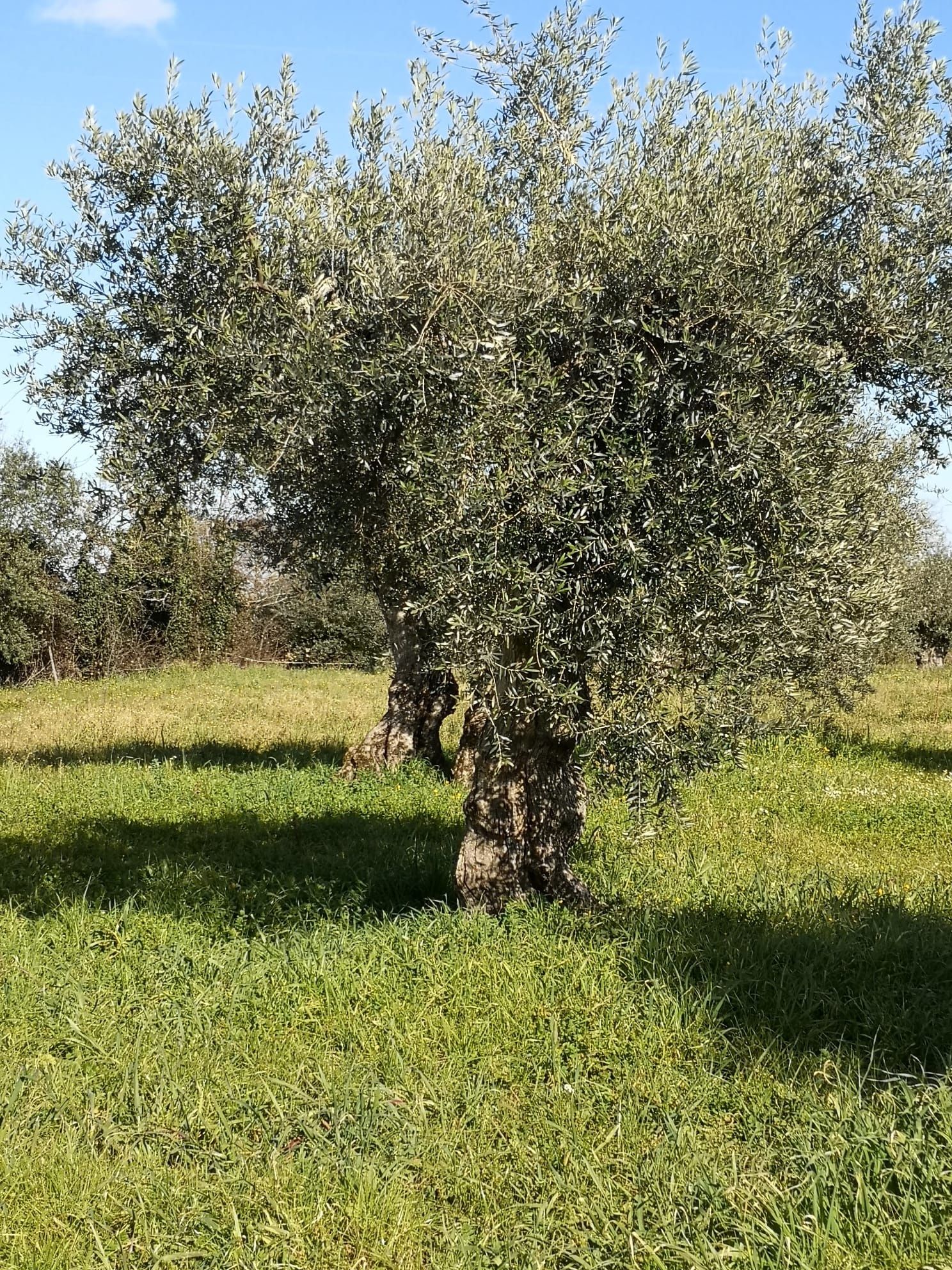 Oliveiras centenárias