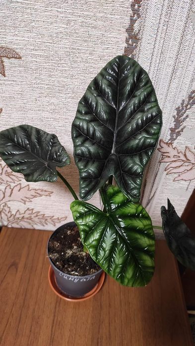 Алоказія Bisma silver,Sinuata,Bisma imperialis