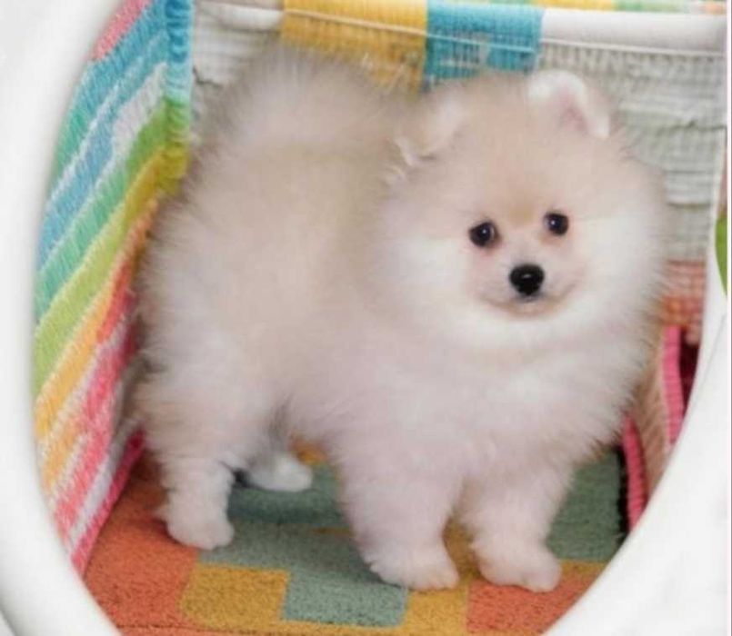 Стандартный померанский мальчик.