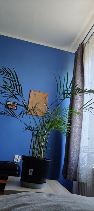 Palma Areka złotowiec sprzedam