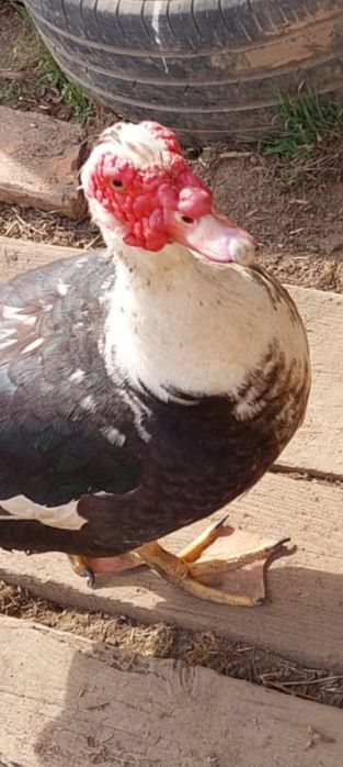 Pato caseiro criado no campo
