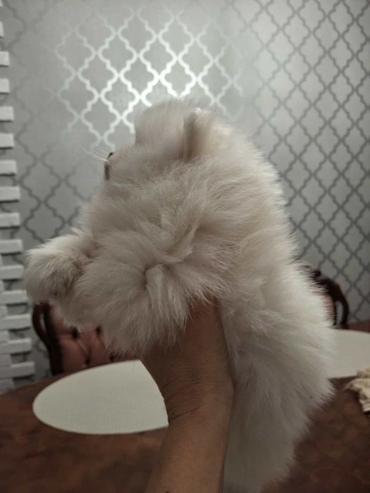 Piesek  szpic miniaturowy