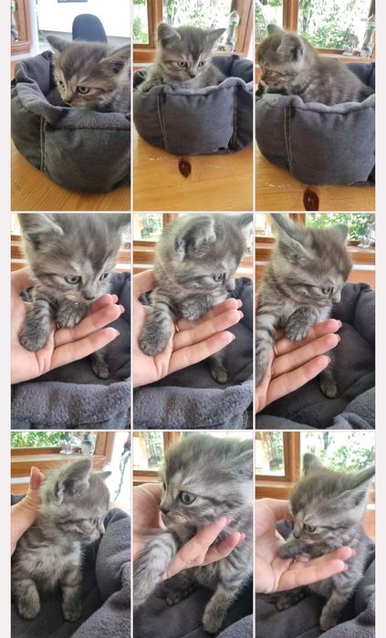 Кошеня британської кішечки, дівчинка.
