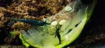 Krewetki miniaturowe Blue Velvet Neocaridina