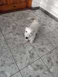 Szczeniak piesek Jack Russell Terrier