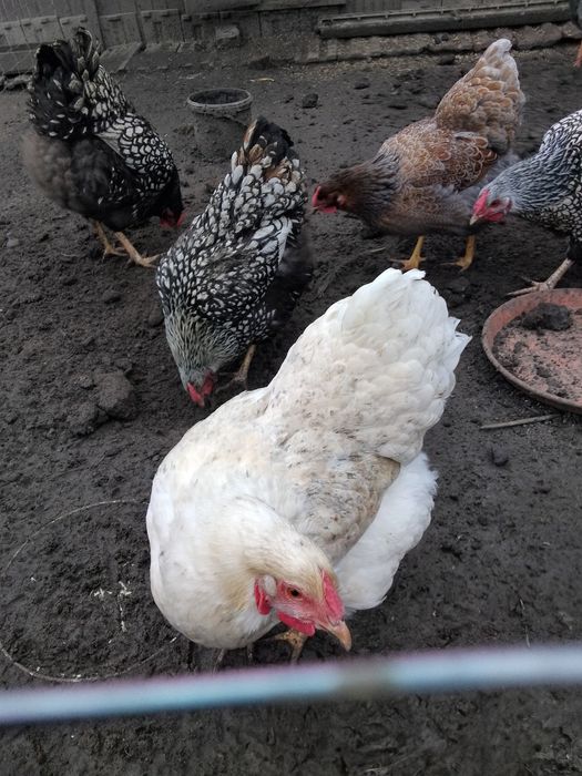 Jaja legowe wayenotty