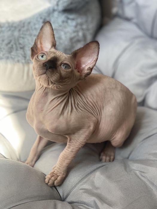 Сфинкс канадский в любимцы