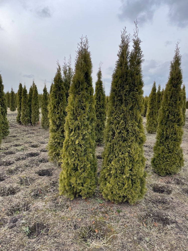 Tuja szmaragd smaragd duża 250cm