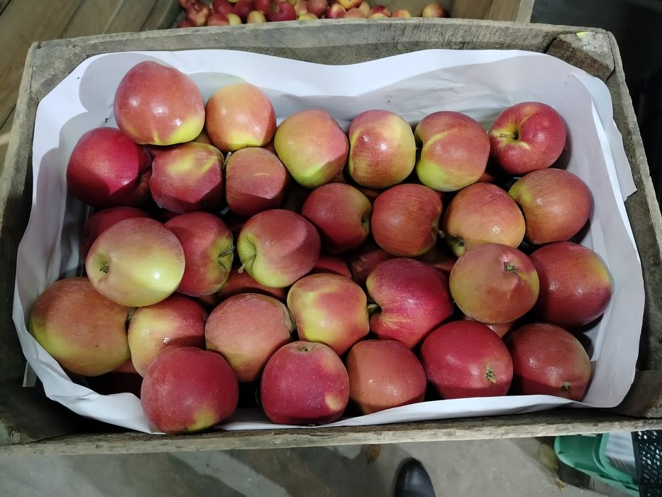 jabłko Szara reneta Boskop szampion Prins lobo Cortland Jester