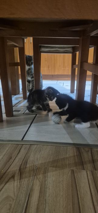 Mam do oddania małego kotka szary kotek