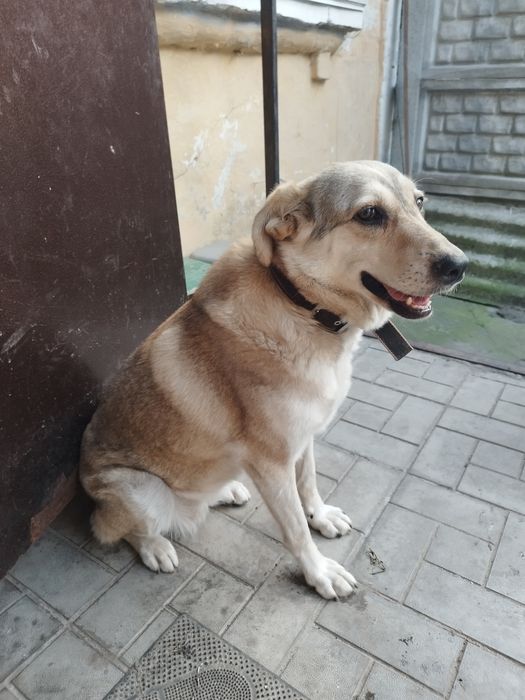 Віддам у  дуже хороші руки  звати буся