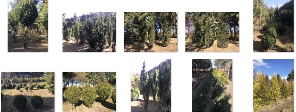 Thuja tuja szmaragd Ligustr Lipa Materiał szkółkarski Szkółka Krzewów
