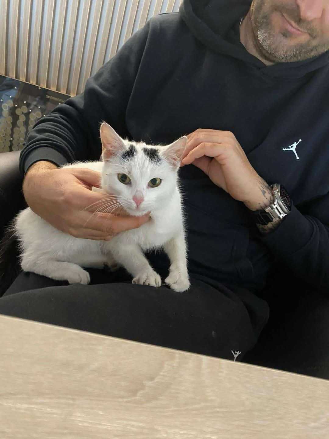 Kicia Lala szuka domu