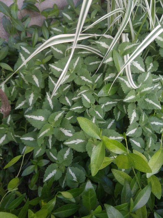 Саженцы, декоративные кусты