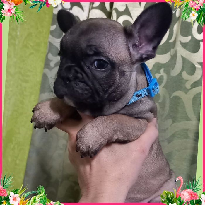 Розкішні бульдожата