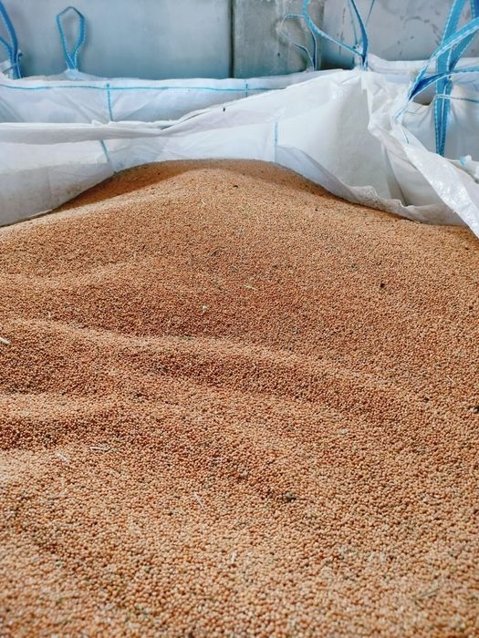 Proso zwyczajne żółte