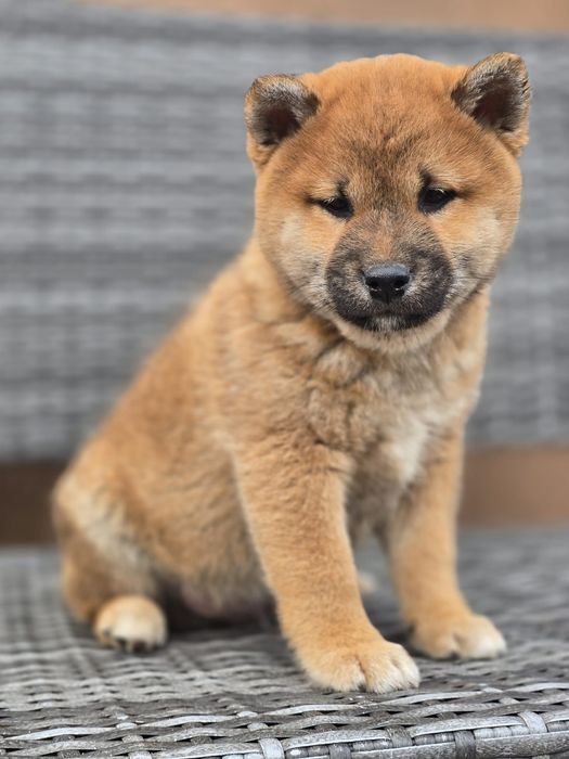 SHIBA INU piesek z metryka do odbioru chip szczenie