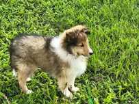 Owczarek szetlandzki, Sheltie, szczeniak, śniada SUCZKA  FCI